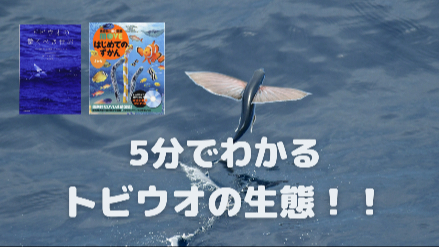 5分でわかるトビウオの生態！！どのくらい飛び続けられる？！画像