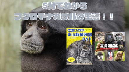 5分でわかるフクロテナガザルの生態！！大きな鳴き声の秘密とは？！画像