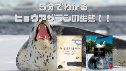   ５分でわかるヒョウアザラシの生態！！狩りは待ち伏せ？！画像