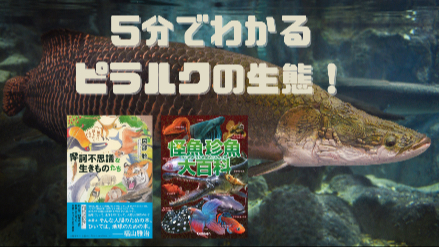 5分でわかるピラルクの生態！！アマゾン川の「生きた化石」は肺呼吸？！画像