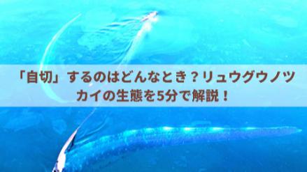 5分でわかるリュウグウノツカイ！生態や地震との関係、名前の由来などを解説画像