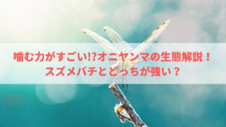 5分でわかるオニヤンマ！スズメバチとどっちが強い？大きさや噛む力等を解説画像