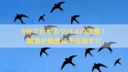 5分でわかるツバメの生態！巣作りの時期や子育て法、種類や寿命などを解説画像