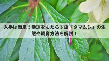 5分でわかるタマムシの生態！種類ごとの特徴や、採集・飼育方法を解説画像