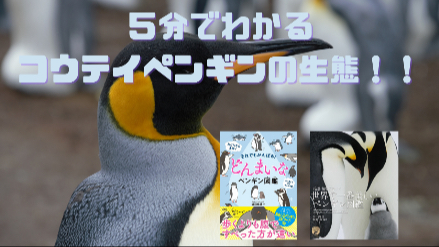 ５分でわかるコウテイペンギンの生態！！王様ペンギンとの違いは？！画像