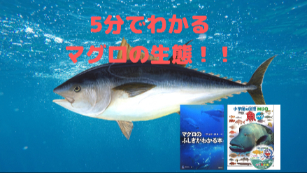 5分でわかるマグロの生態！！マグロの体温は高い！？画像