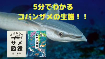 5分でわかるコバンザメの生態！！コバンザメはサメではない？！画像