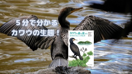 5分でわかるカワウの生態！カワウのコロニーとは？！画像