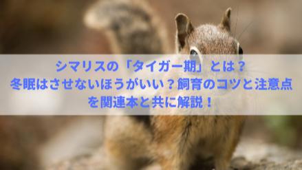 5分でわかるシマリス 飼育のコツと注意点 なつくポイント 冬眠などを解説 ホンシェルジュ