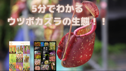 5分でわかるウツボカズラの生態！！虫を引き寄せる消化液の秘密とは？！画像
