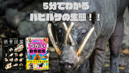 5分でわかるバビルサの生態！！バビルサは自分の牙で死ぬ？！画像