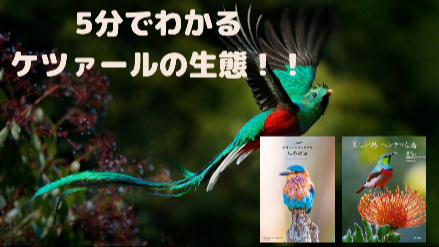 ５分でわかるケツァールの生態！！火の鳥のモデルはこの鳥？!画像