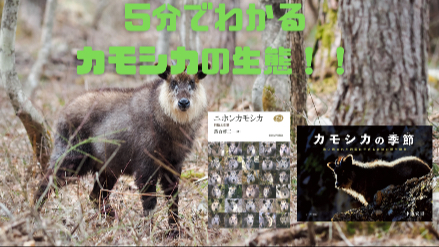 ５分でわかるニホンカモシカの生態！！カモシカは森の哲学者？！画像