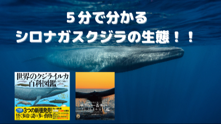 5分でわかるシロナガスクジラの生態！！耳からわかるクジラの年齢？！画像