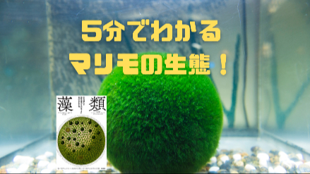 ５分でわかるマリモの生態！！阿寒湖のマリモは世界一！？画像