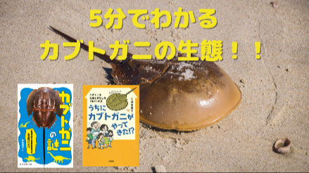 5分でわかるカブトガニの生態！！日本で見ることもできる！？画像