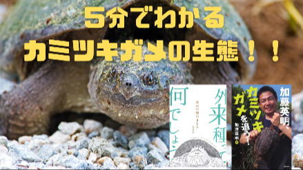 ５分でわかるカミツキガメの生態！！ワニガメとの違いは？！画像