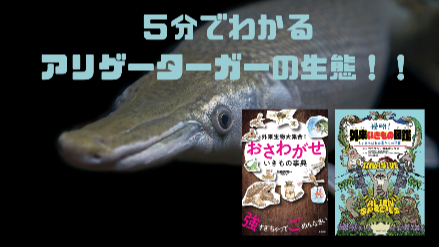 ５分でわかるアリゲーターガーの生態！！アメリカ原産がなぜ日本に？！画像