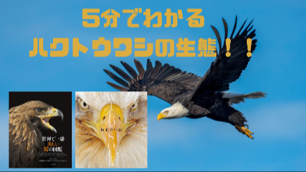 5分でわかるハクトウワシの生態！！世界一大きい〇〇！？画像