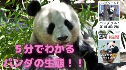 ５分でわかるパンダの生態！！パンダが笹しか食べない理由は？！画像