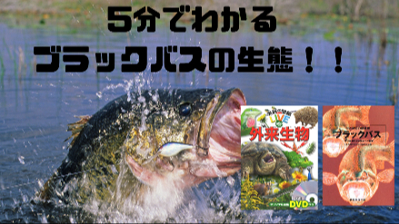 ５分でわかるブラックバスの生態！！生態系への影響とは？！画像